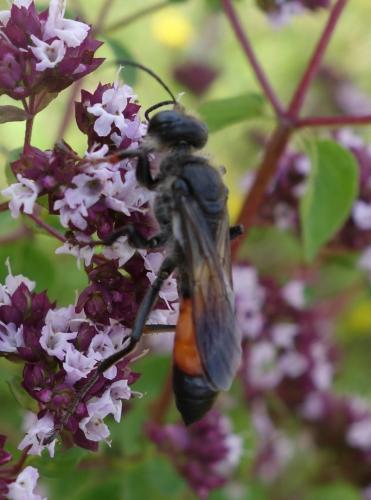 Réf. 286 992 : Sphex funerarius